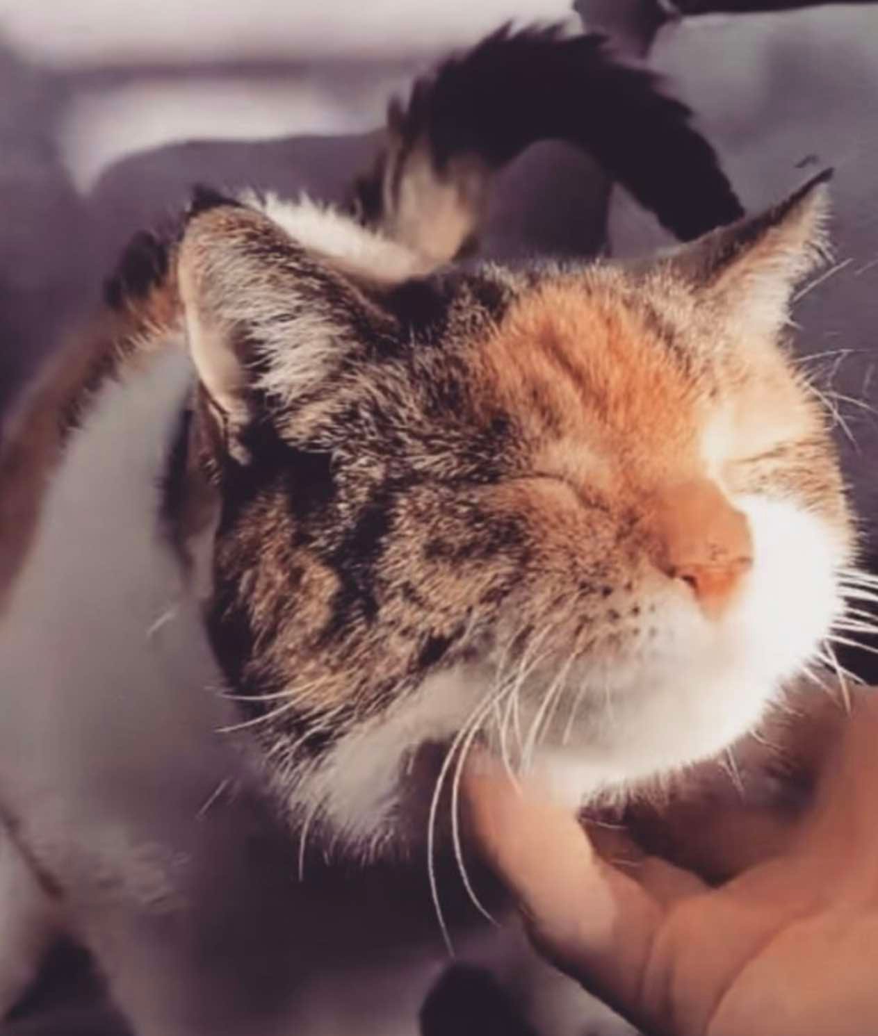 queen lily 2 queen lily 2