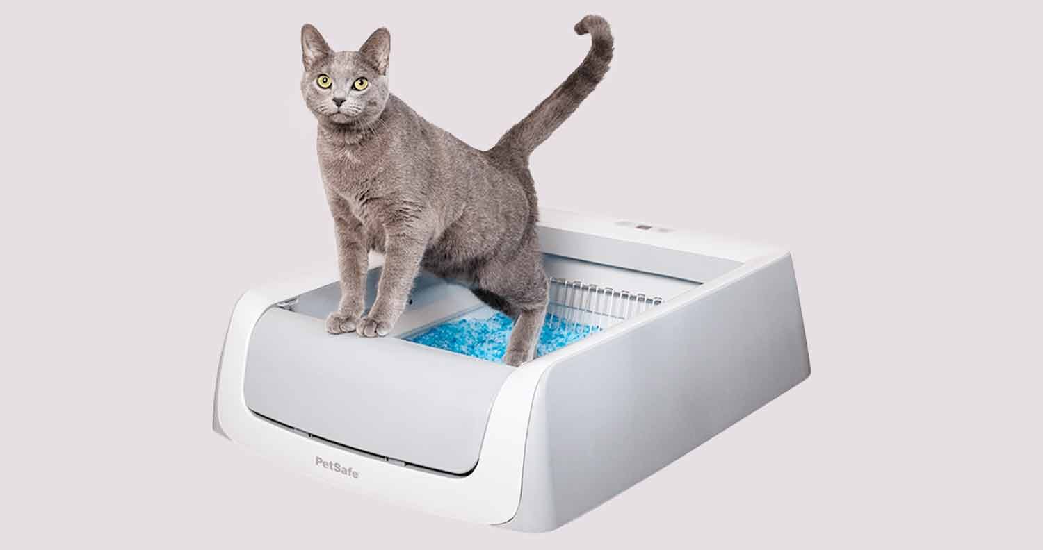 senior-cat-litter-box senior cat litter box