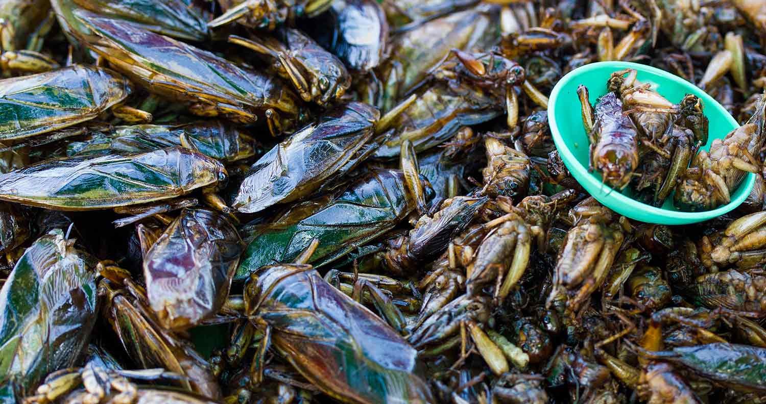 Can-cats-eat-insects Can-cats-eat-insects