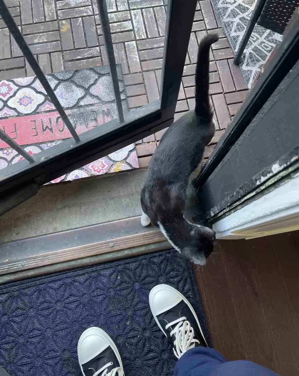 baby cat 2 baby cat 2