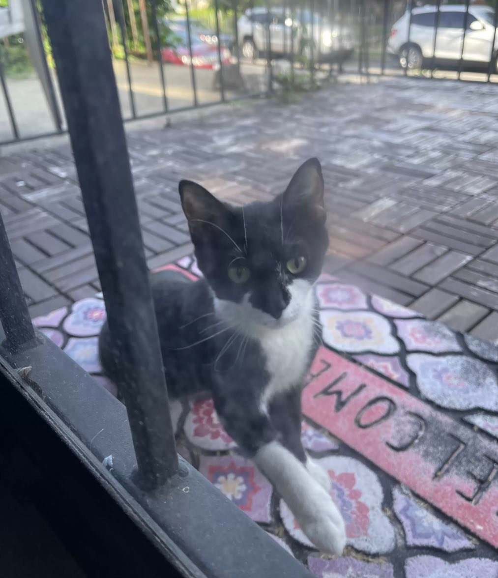 baby cat 3 baby cat 3