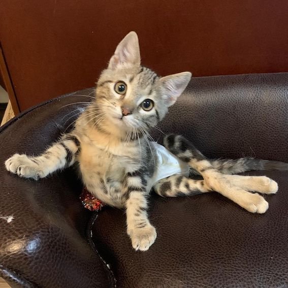 bridger 10 bridger 10