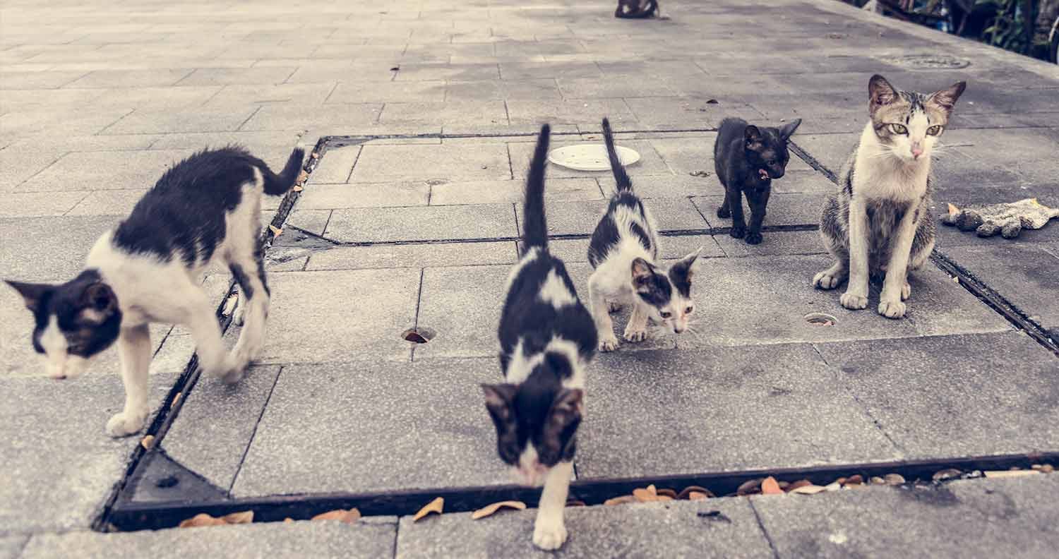 Best-cat-food-for-feral-cats Best cat food for feral cats