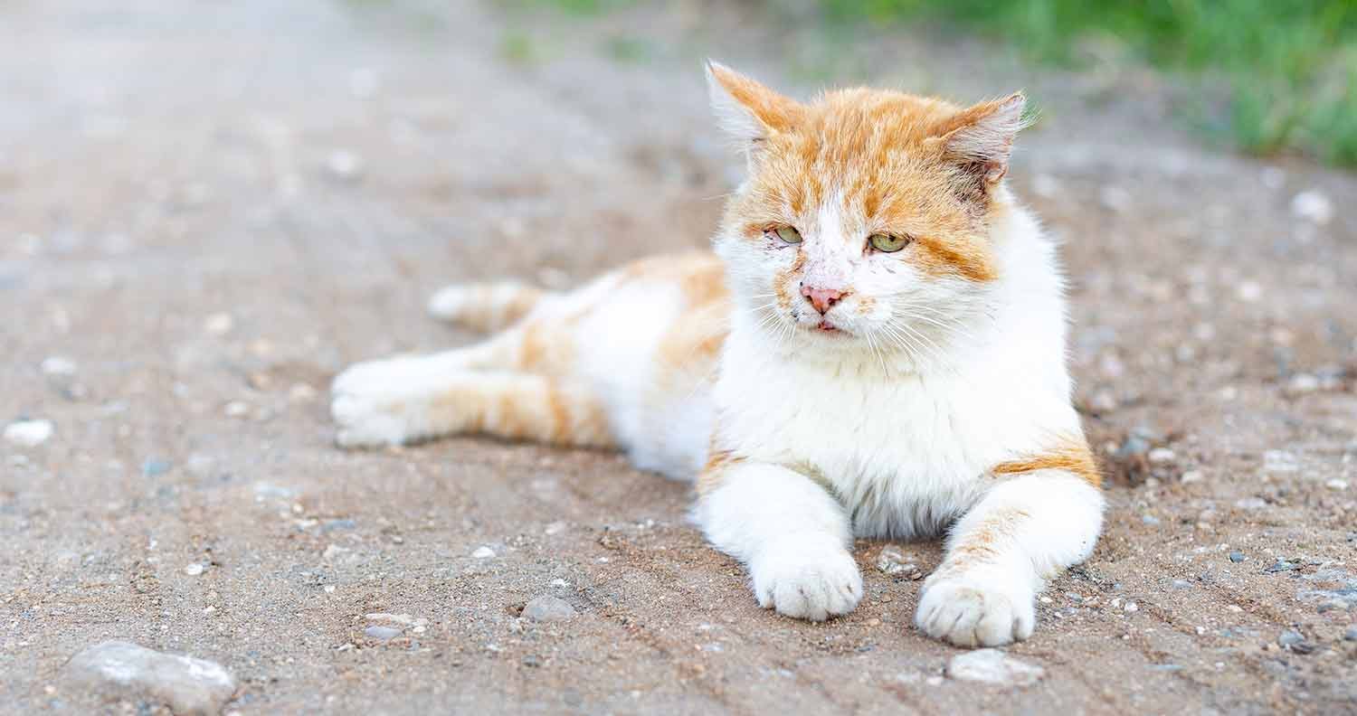 best-cat-food-for-outdoor-cats best cat food for outdoor cats