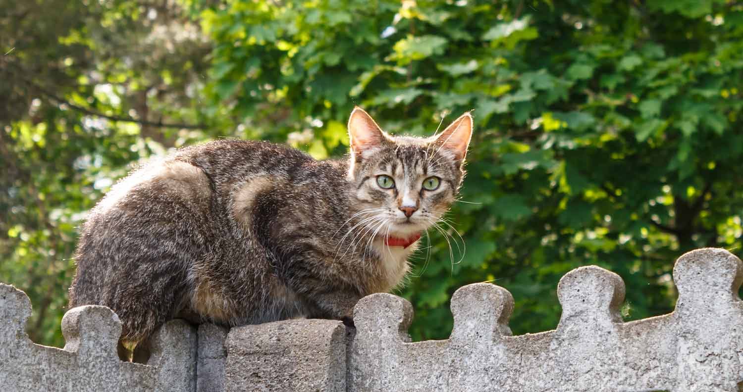 best-food-for-stray-cats best food for stray cats