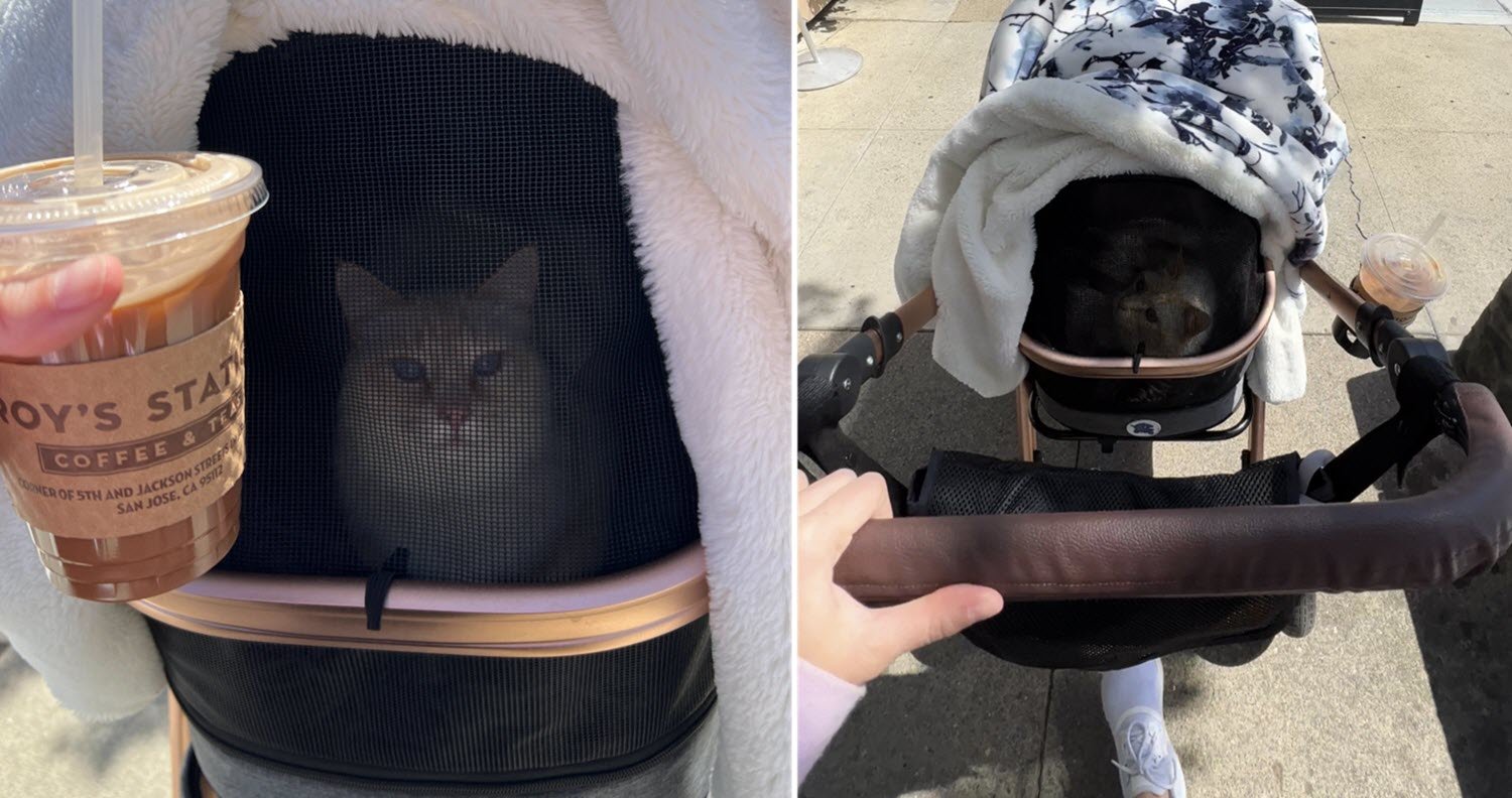 best cat strollers luxury cat using luxury cat stroller