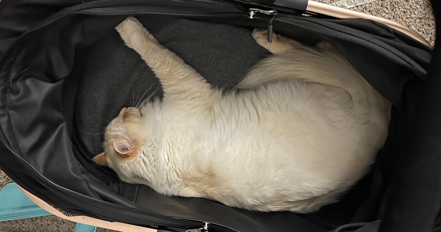 cat in stroller cat lying in stroller cabin