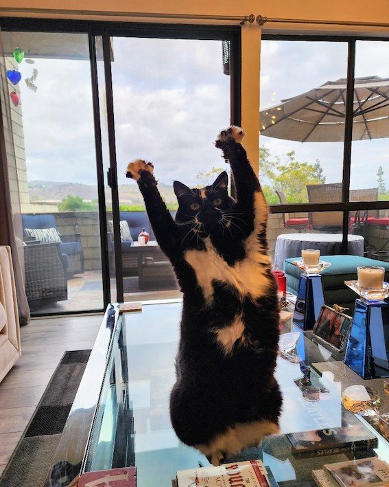 goalkitty 1 goalkitty 1