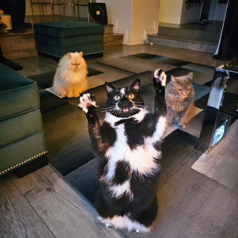goalkitty 11 goalkitty 11