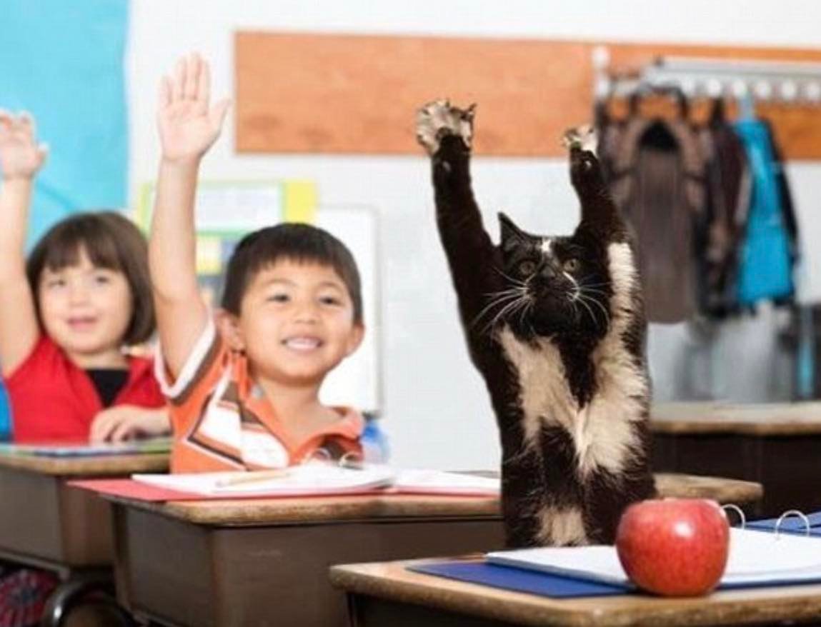 goalkitty 13 goalkitty 13
