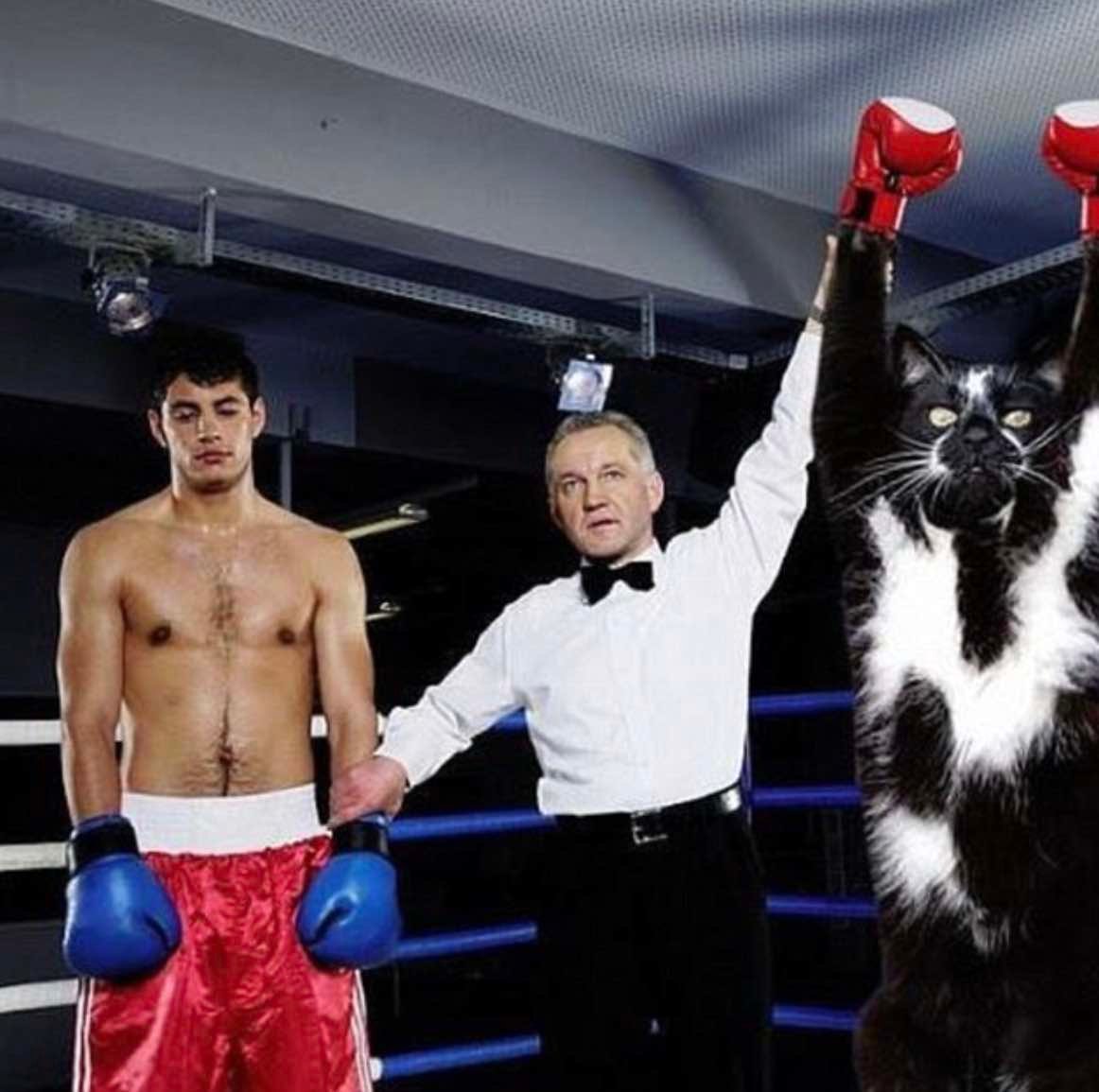 goalkitty 15 goalkitty 15