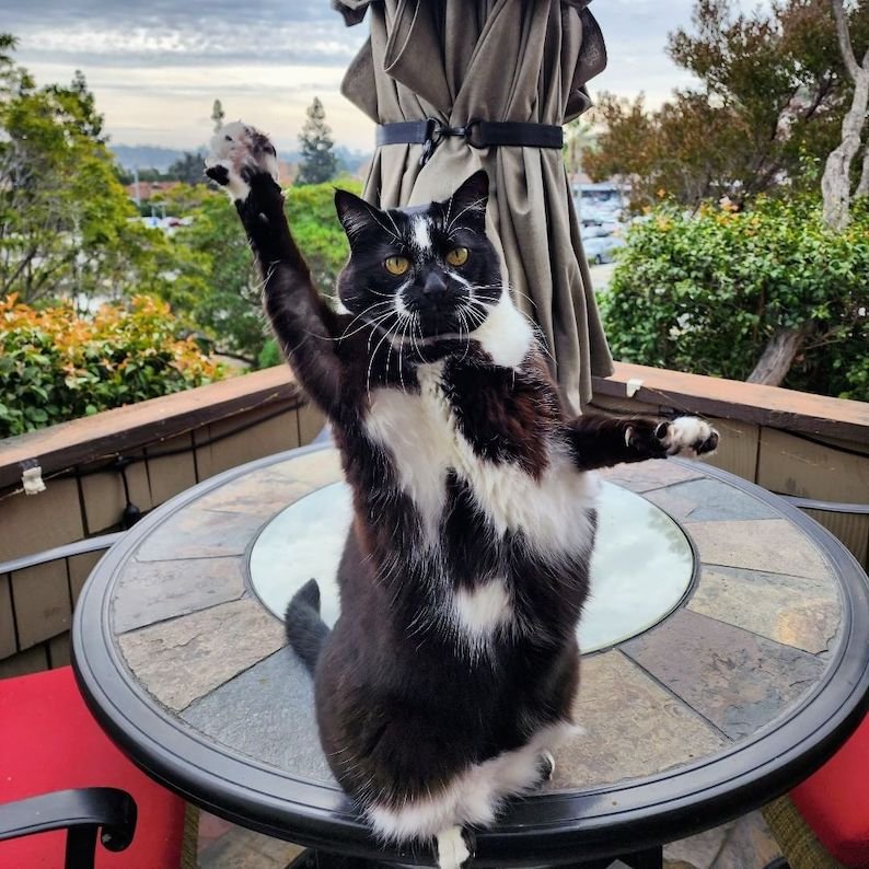 goalkitty 2 goalkitty 2