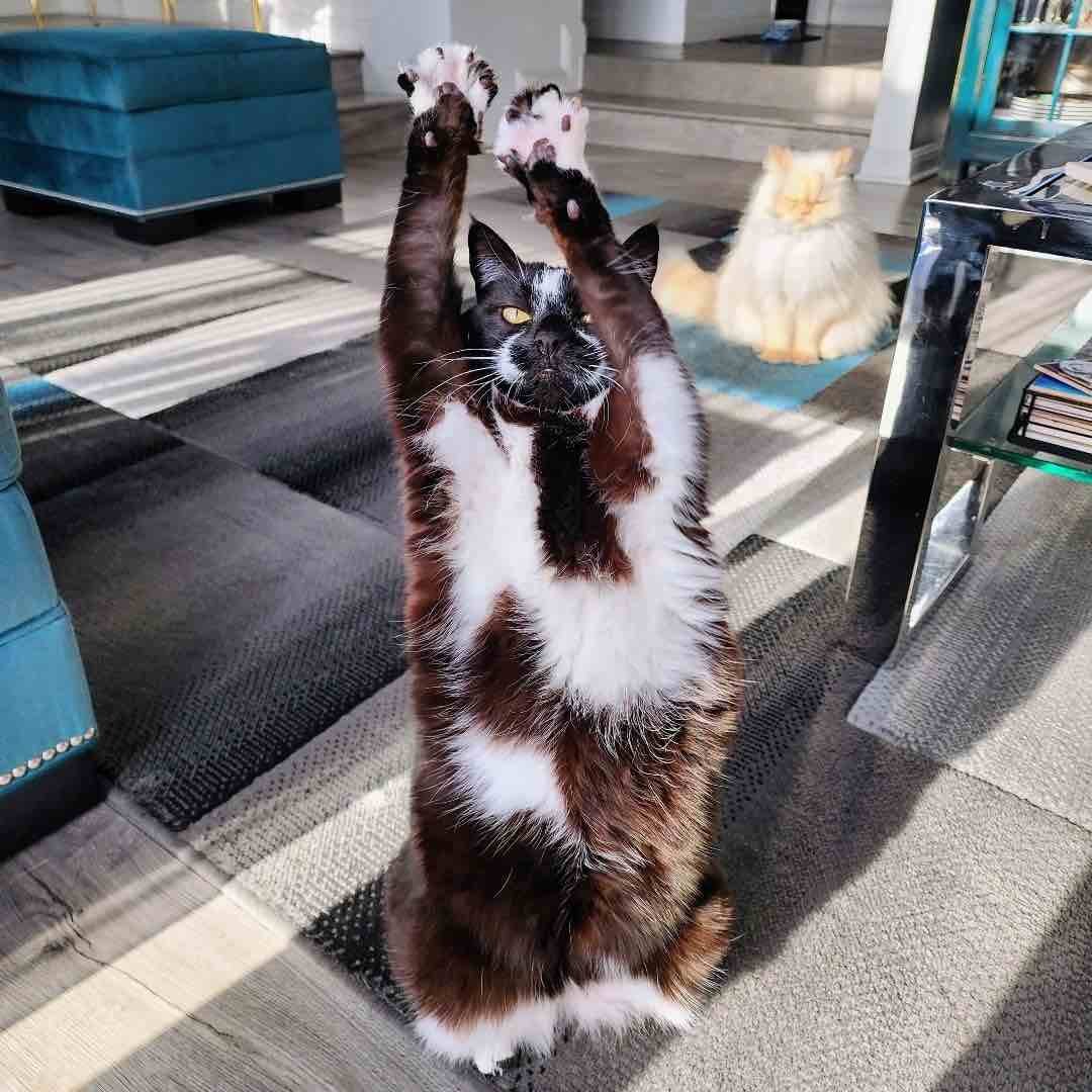 goalkitty 3 goalkitty 3