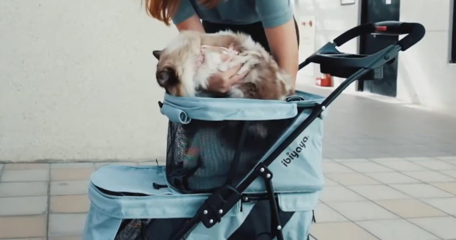 pet stroller for 2 cats cat stroller for 2 cats