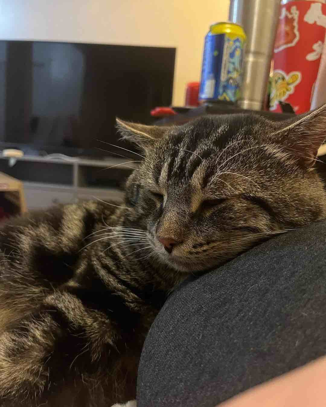 fishtopher 6 fishtopher 6