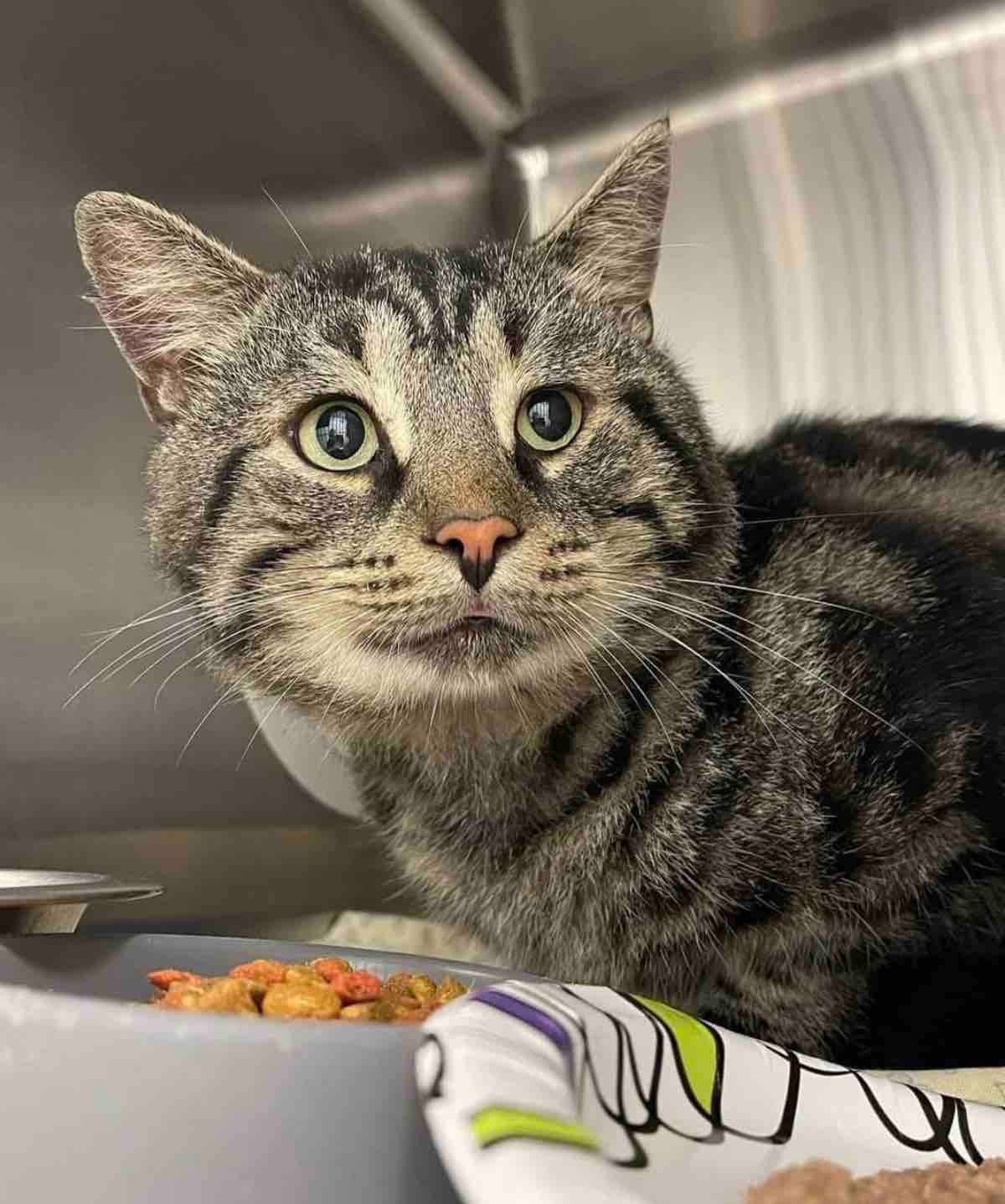 fishtopher 8 fishtopher 8