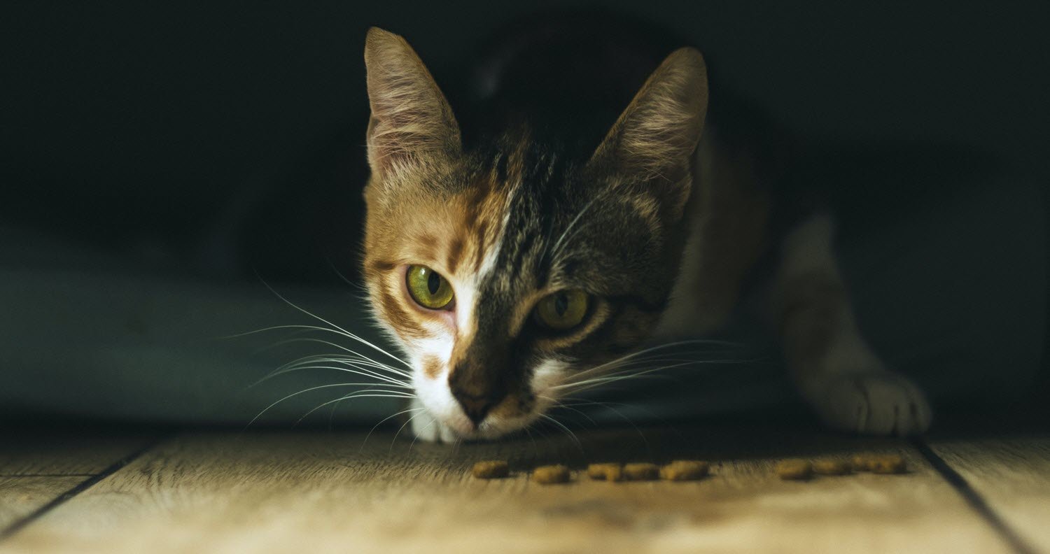 pancreatitis cat food cat eating pancreatitis cat food