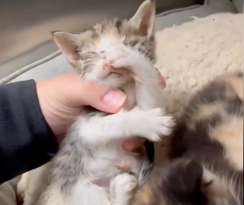 penelope 13 penelope 13