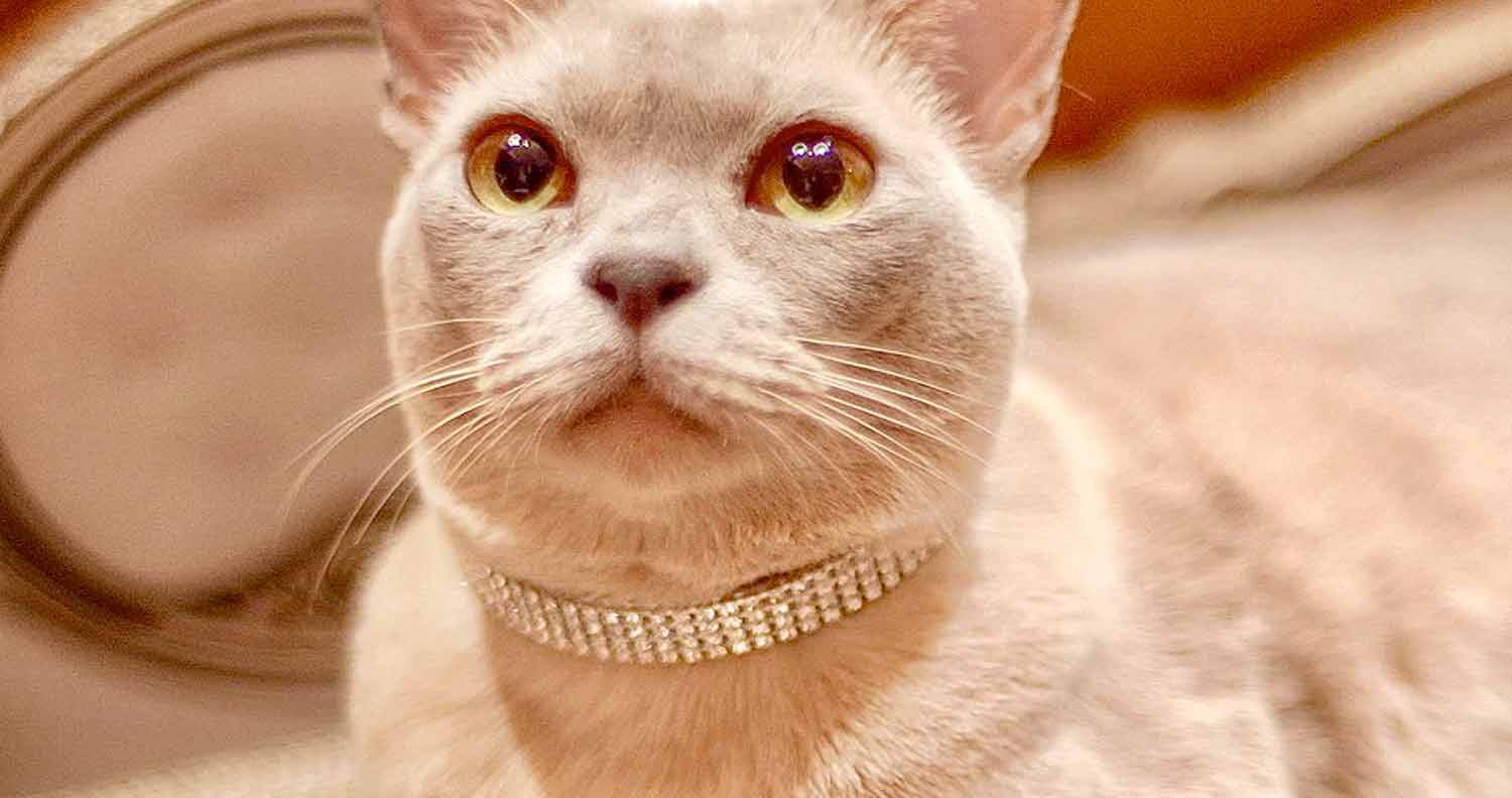 Diamond-Studded-Cat-Collar diamond studded cat necklace on a pampered cat