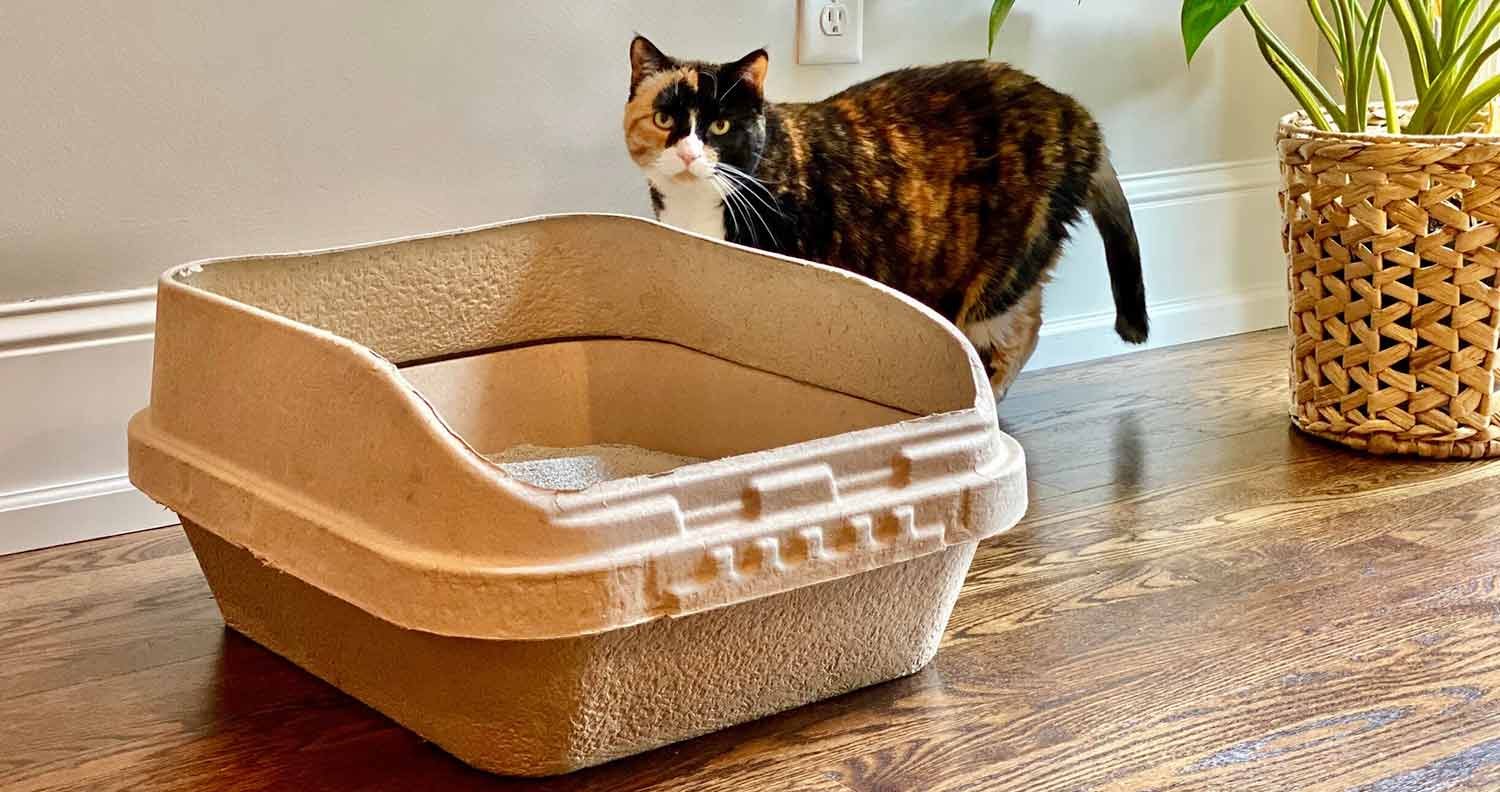 eco-friendly-cat-litter-box eco-friendly cat litter box