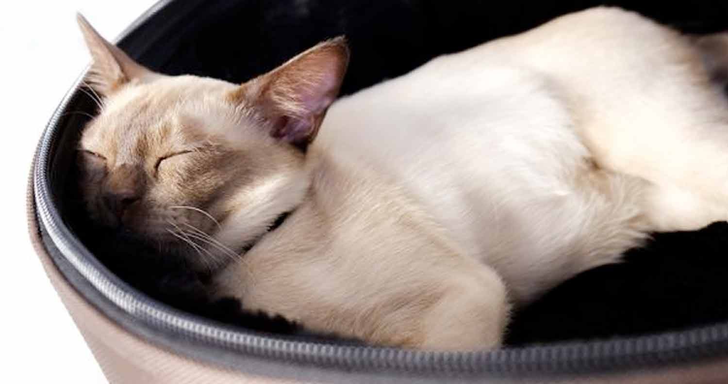 sleepypod luxury cat carrier sleepypod luxury pet carrier
