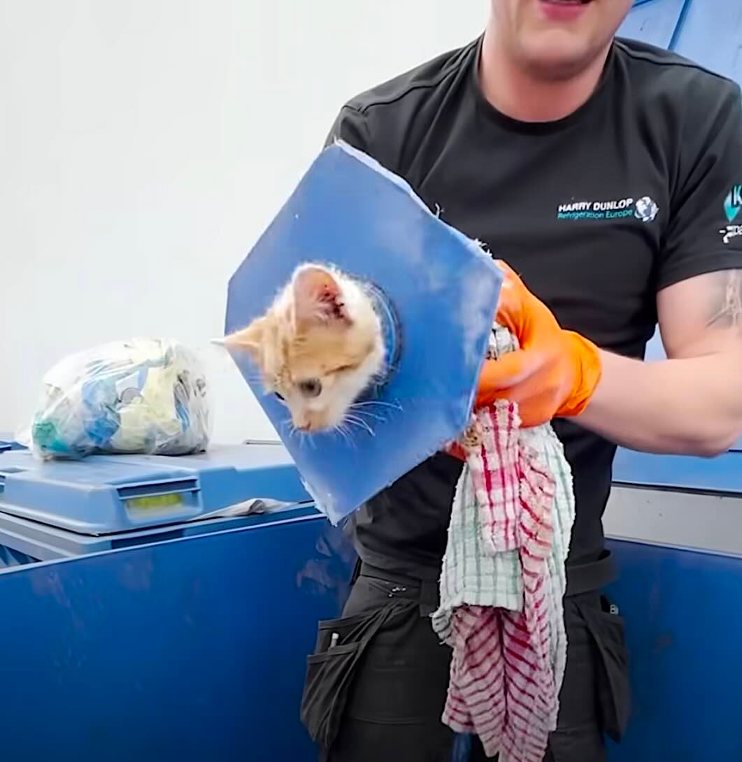 dumpster 3 dumpster 3