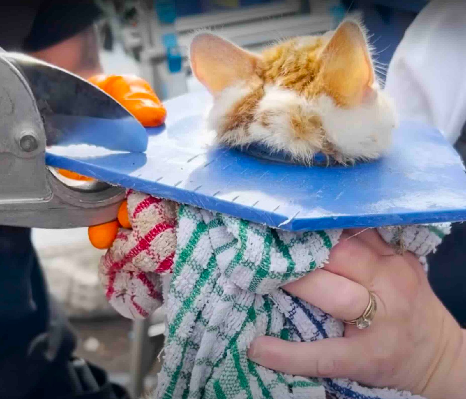 dumpster 4 dumpster 4