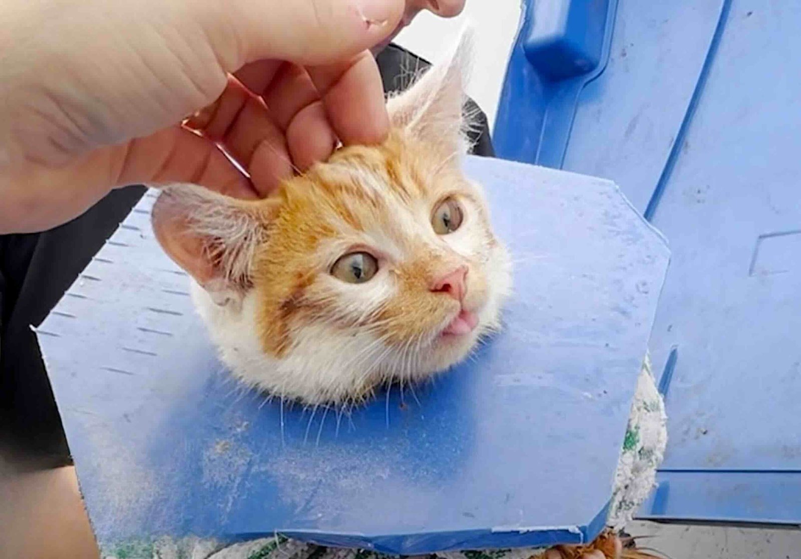 dumpster 5 dumpster 5