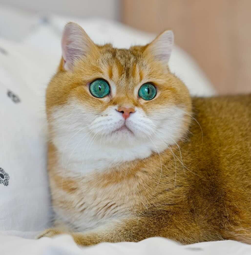 hosico 19 hosico 19