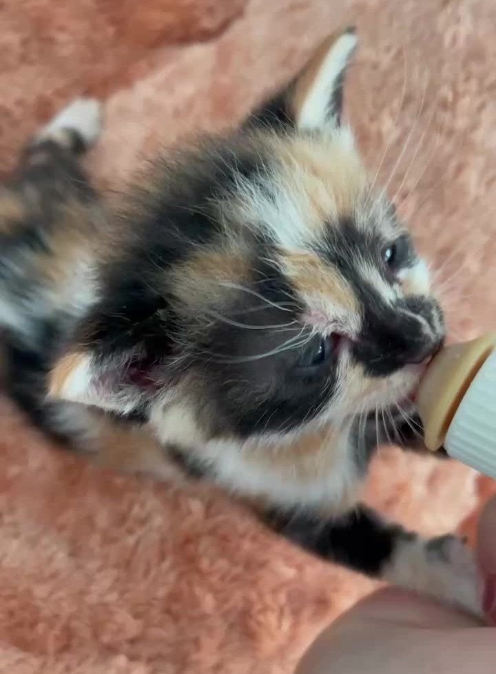 polly 2 polly 2
