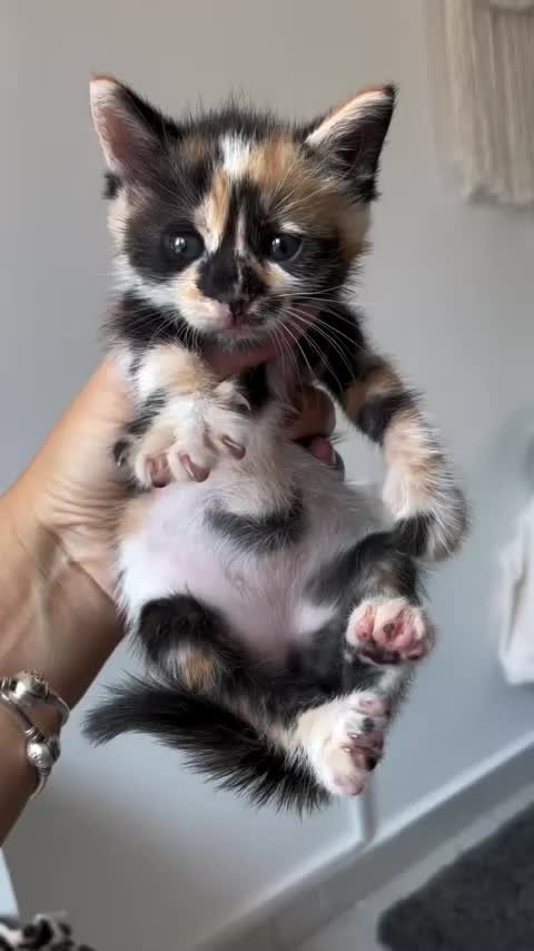polly 5 polly 5