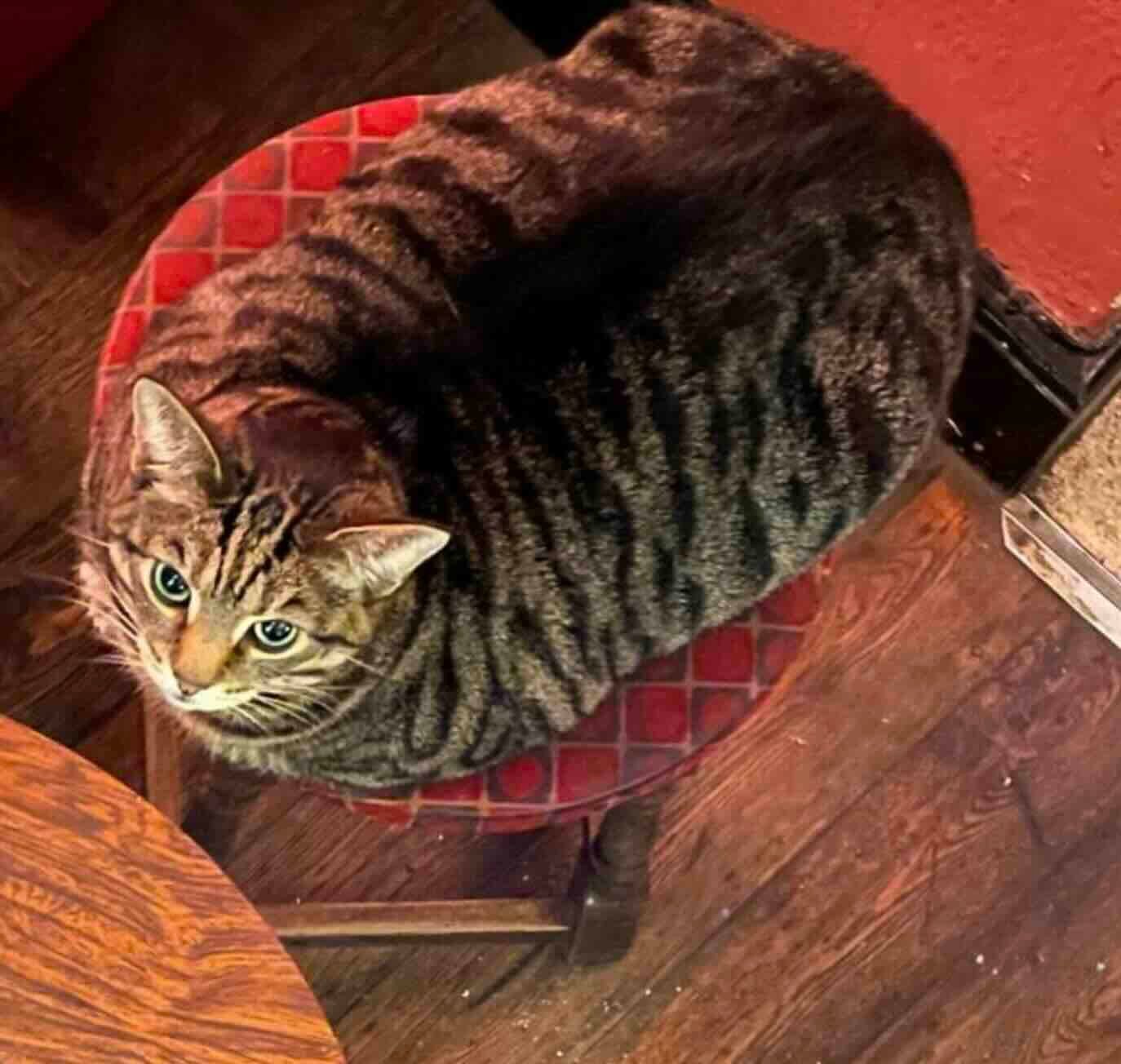 pub cats 12 pub cats 12