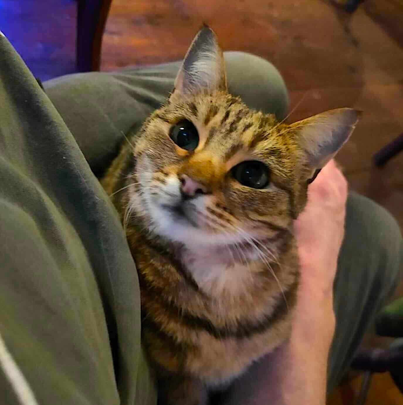 pub cats 14 pub cats 14