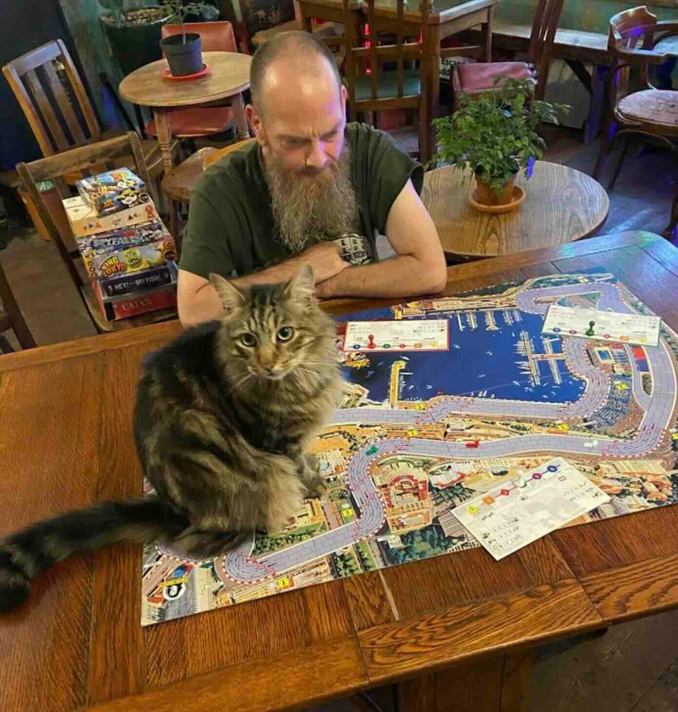 pub cats 3 pub cats 3