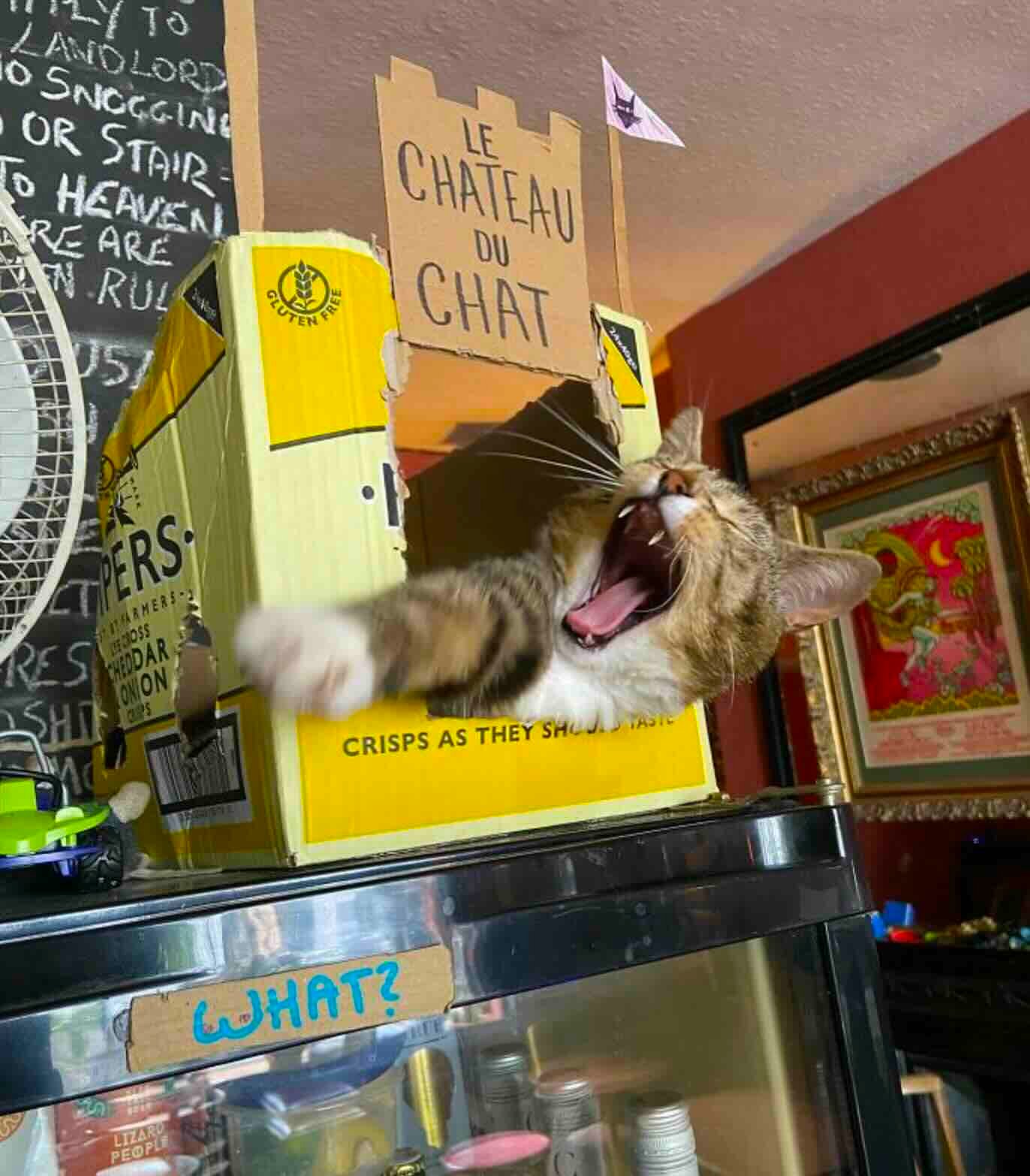 pub cats 9 pub cats 9