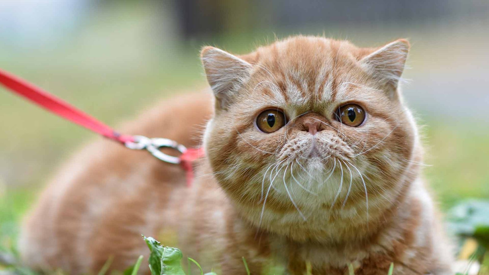 cat-walking-backpack cat walking backpack