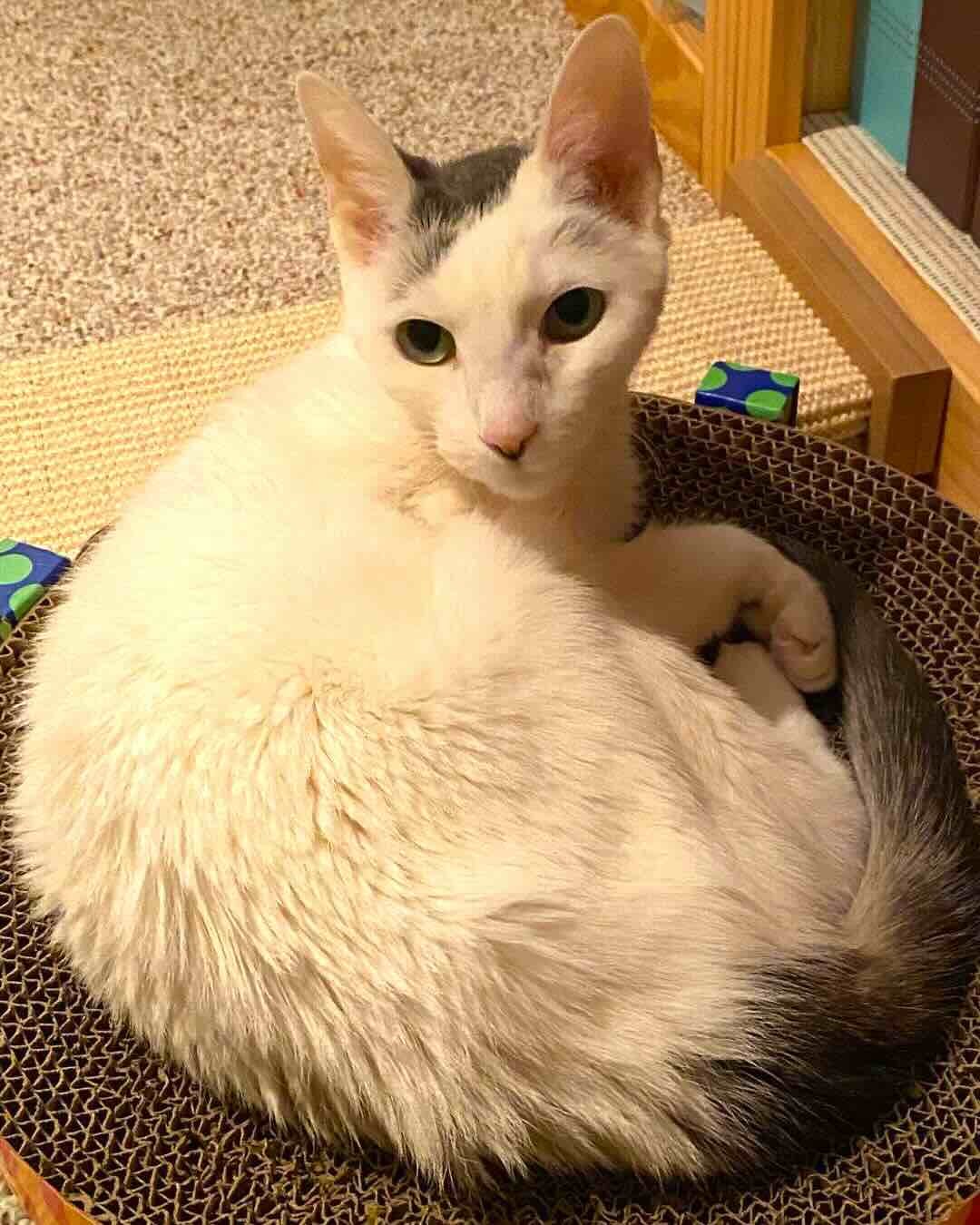 gracie 2 gracie 2