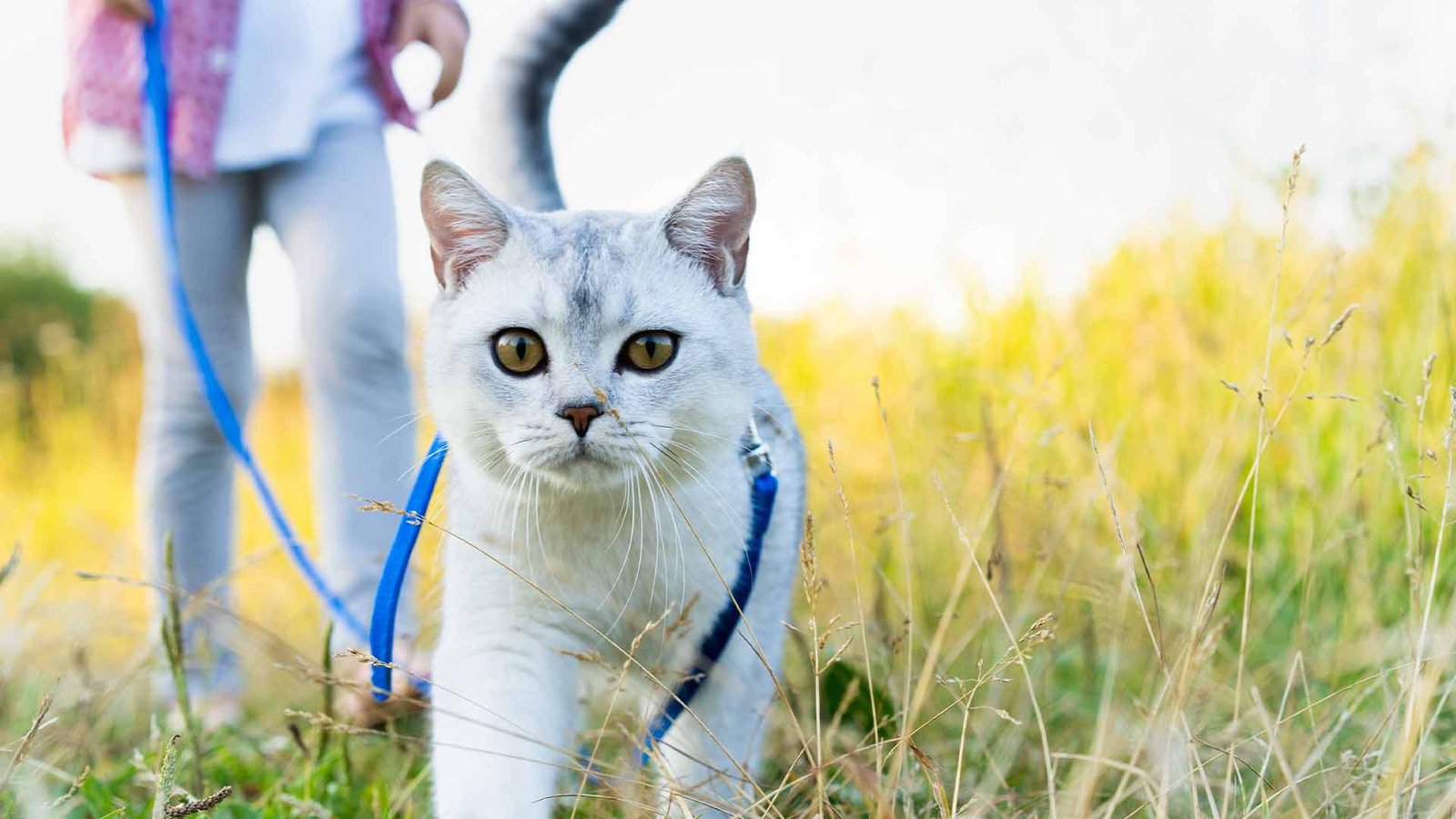 cat walking on leash cat walking on leash