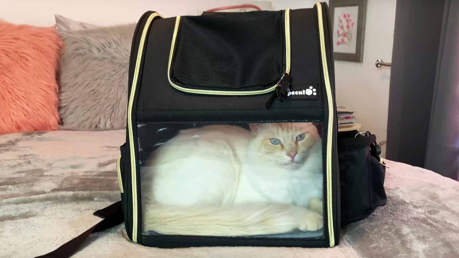 cat in backpack cat resting inside cat backpack