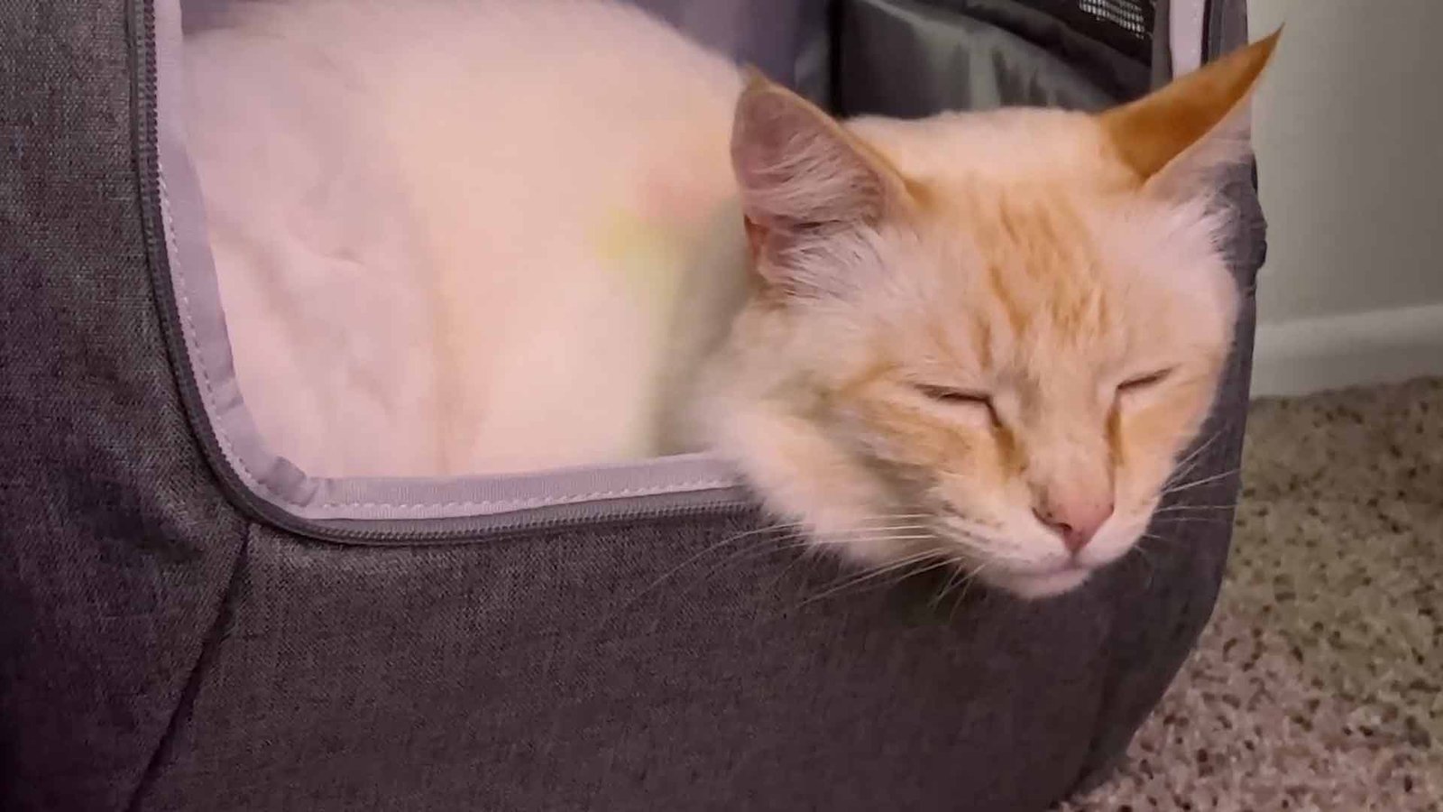 do cats like cat backpacks cat showing that cats do like cat backpacks