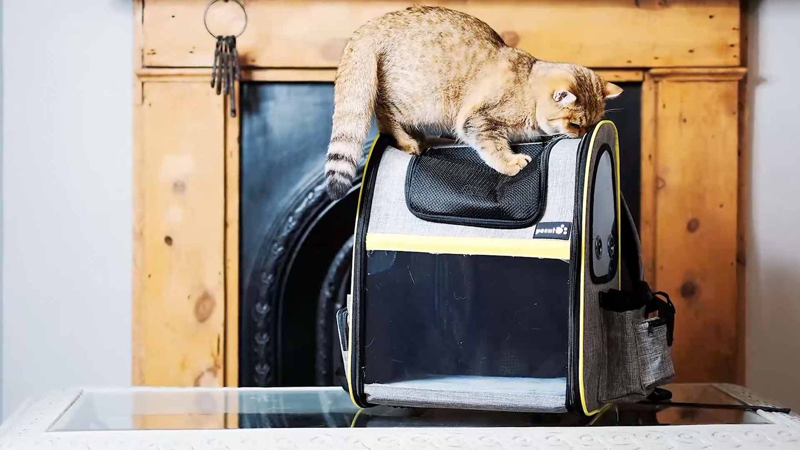 how-to-train-your-cat-to-go-everywhere-with-you how to train your cat to go everywhere with you