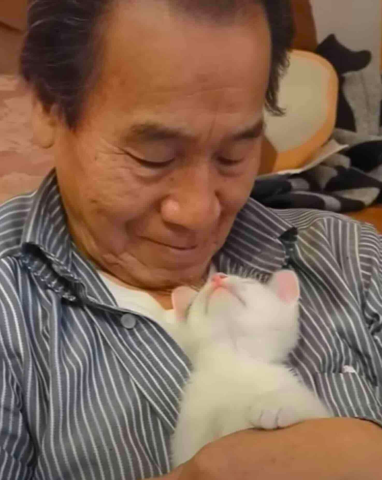 cat dad 3 cat dad 3