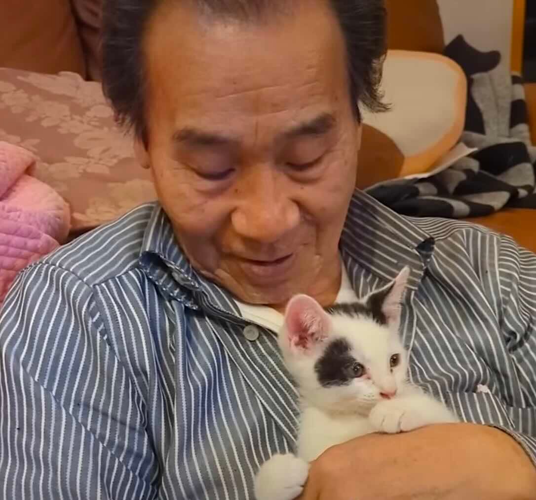 cat dad 4 cat dad 4