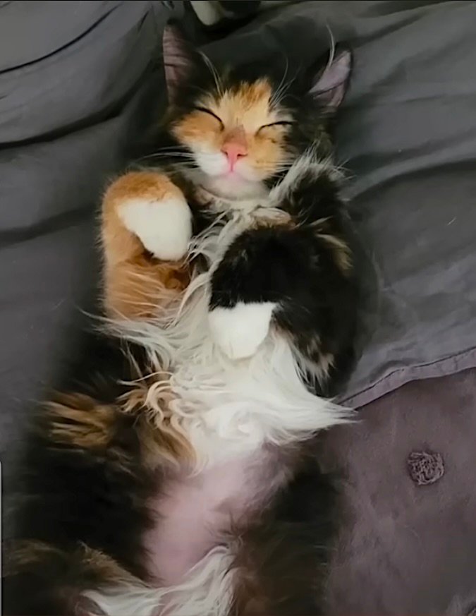 freya 2 freya 2