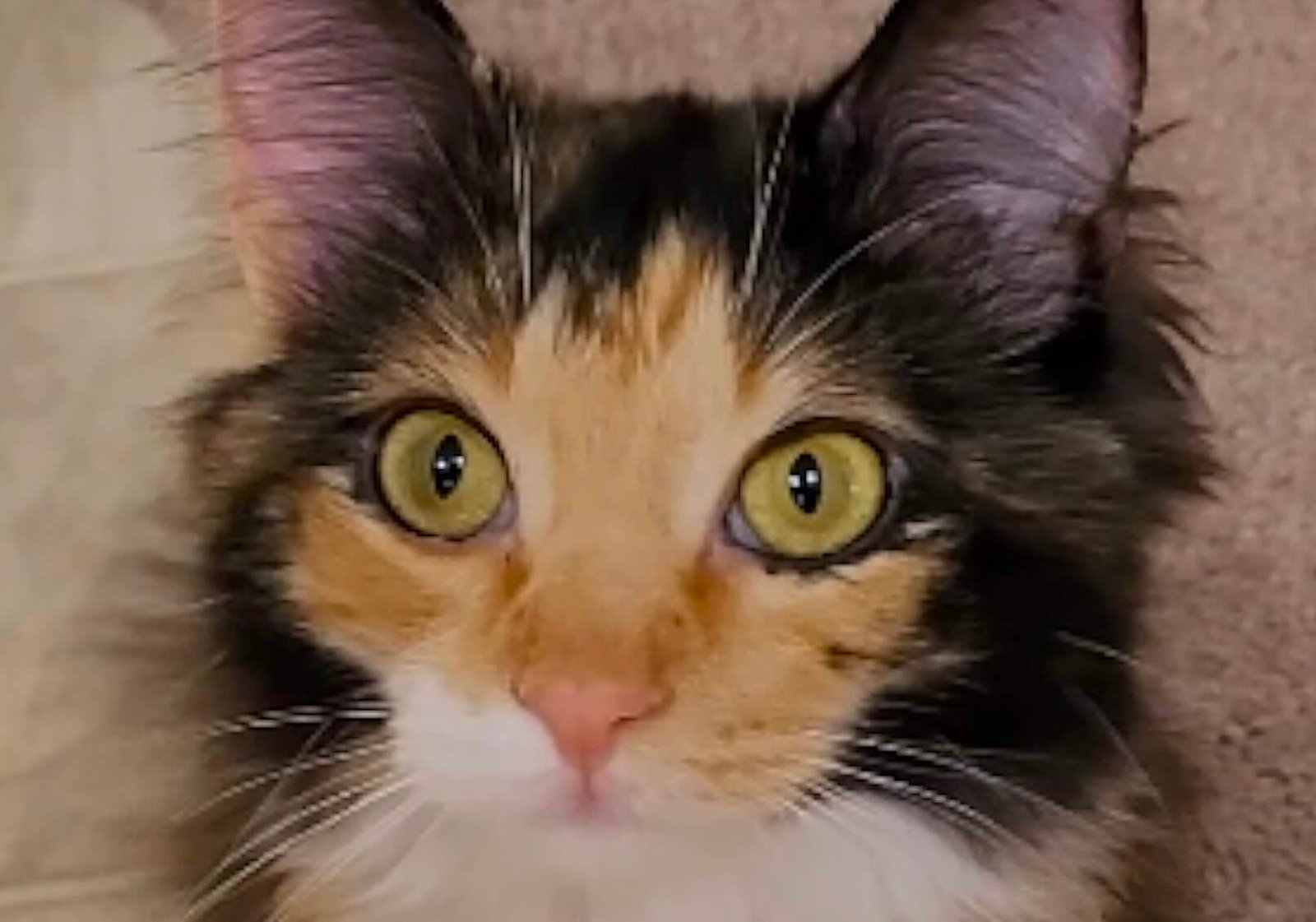 freya 4 freya 4