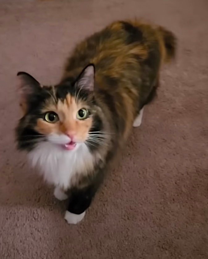 freya 7 freya 7