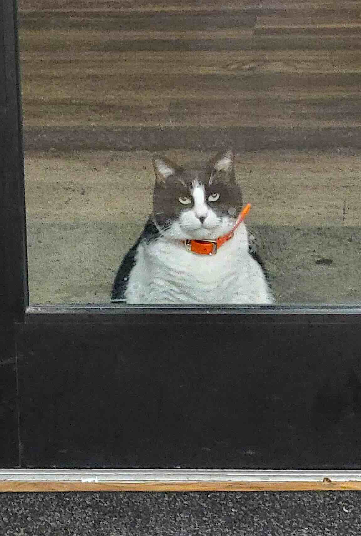 oreo donut 1 oreo donut 1