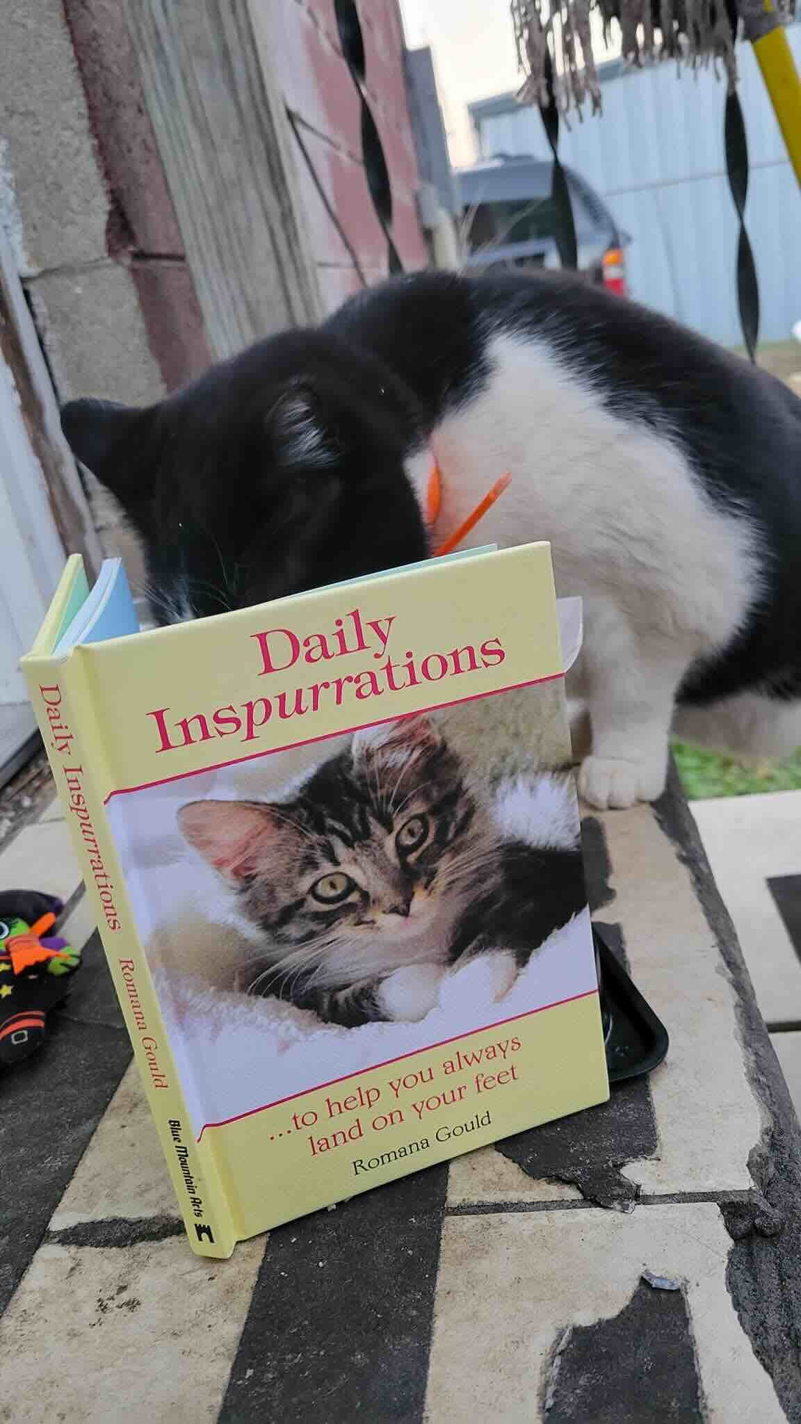 oreo donut 10 oreo donut 10