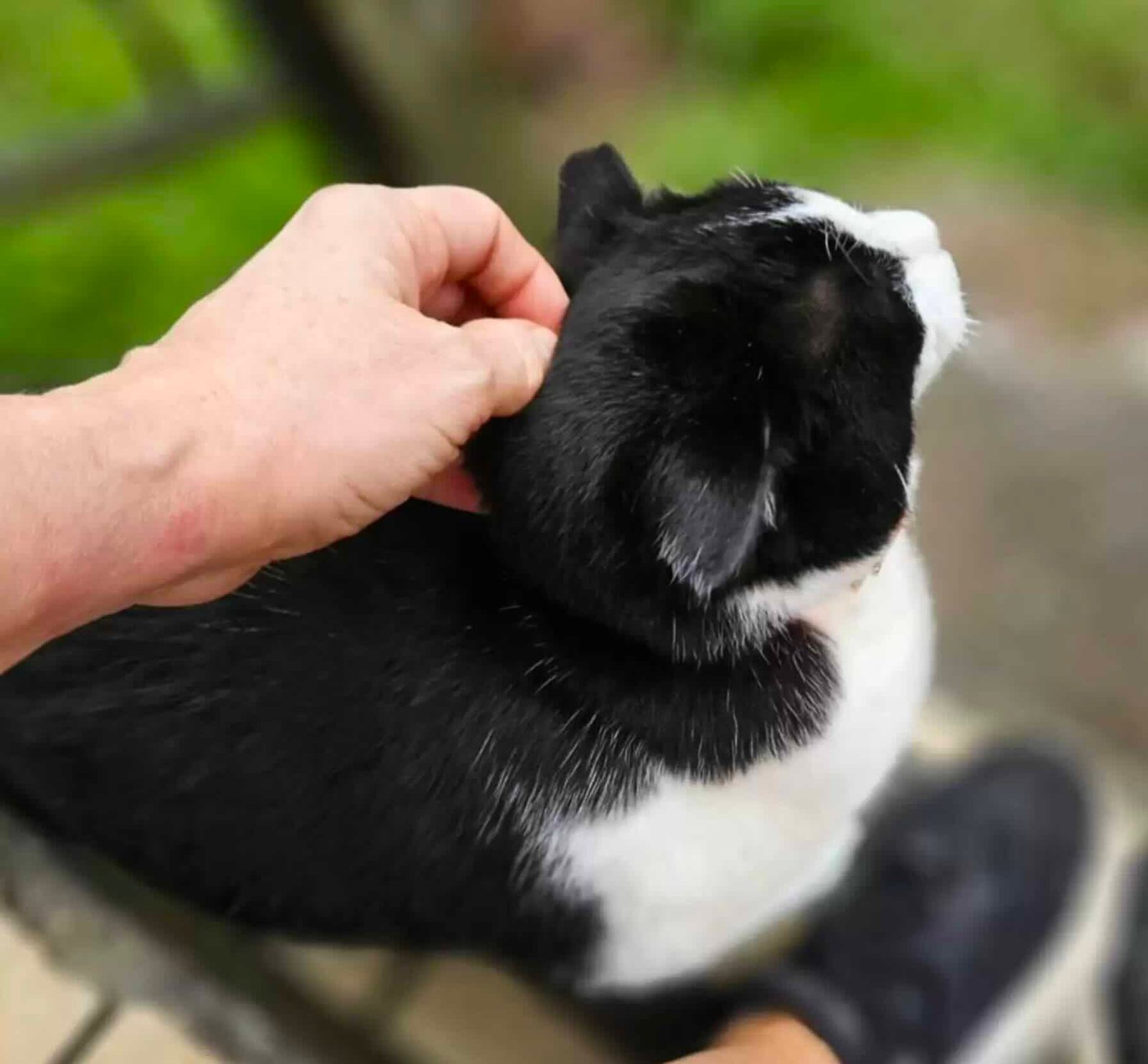 oreo donut 11 oreo donut 11