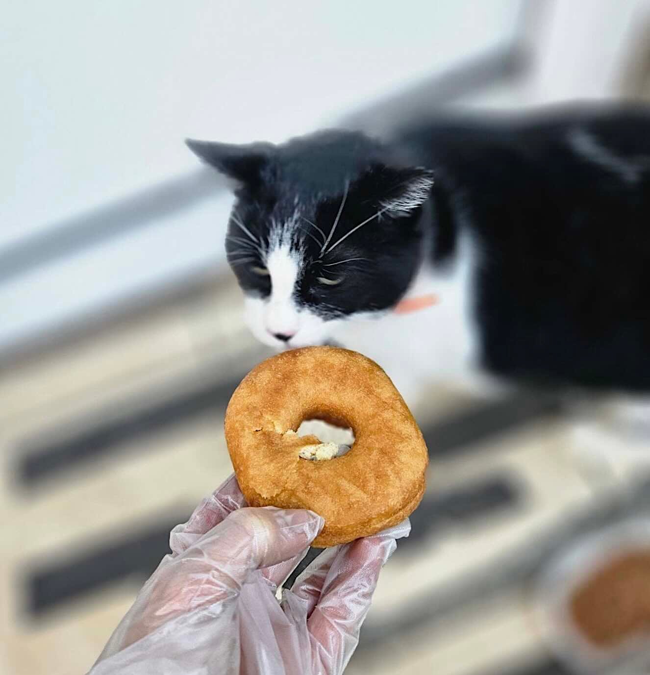 oreo donut 12 oreo donut 12